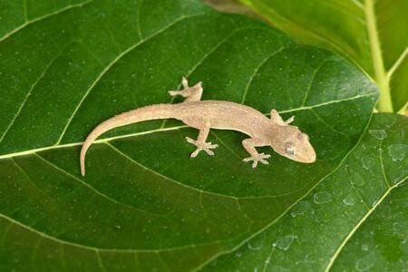 Asian or Common House Gecko Hemidactylus frenatus lies on green leaves. Hemidactylus frenatus climbs a tropical plant. Wall gecko, House lizard or Moon lizard is native of Southeast Asia.の写真素材