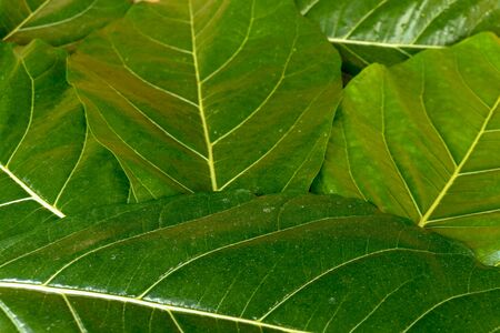 Asian or Common House Gecko Hemidactylus frenatus lies on green leaves. Hemidactylus frenatus climbs a tropical plant. Wall gecko, House lizard or Moon lizard is native of Southeast Asia.の写真素材