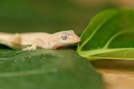 Asian or Common House Gecko Hemidactylus frenatus lies on green leaves. Hemidactylus frenatus climbs a tropical plant. Wall gecko, House lizard or Moon lizard is native of Southeast Asia.の写真素材
