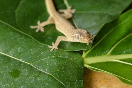 Asian or Common House Gecko Hemidactylus frenatus lies on green leaves. Hemidactylus frenatus climbs a tropical plant. Wall gecko, House lizard or Moon lizard is native of Southeast Asia.の写真素材