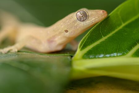 Asian or Common House Gecko Hemidactylus frenatus lies on green leaves. Hemidactylus frenatus climbs a tropical plant. Wall gecko, House lizard or Moon lizard is native of Southeast Asia.の写真素材