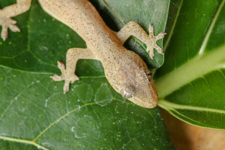 Asian or Common House Gecko Hemidactylus frenatus lies on green leaves. Hemidactylus frenatus climbs a tropical plant. Wall gecko, House lizard or Moon lizard is native of Southeast Asia.の写真素材