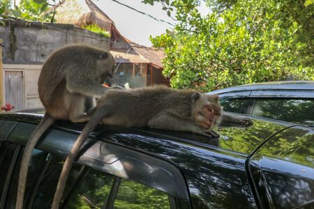 Naughty squirrel monkey on the roof of the white car. Monkey macaque sitting on the roof of a black car..の写真素材