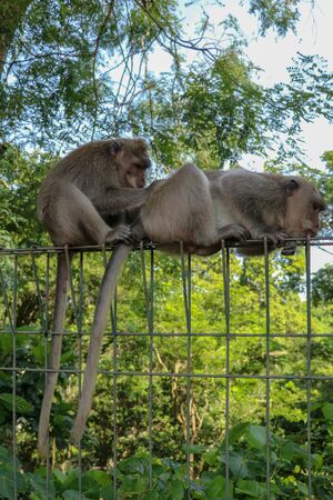 Portrait of two young monkey being inattentive and sitting at the wire fence. 2 Macaques monkeys sat on top of a wire fence at the edge of a forest.の写真素材