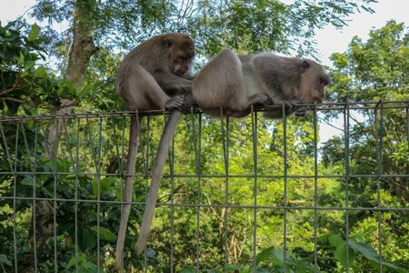 Portrait of two young monkey being inattentive and sitting at the wire fence. 2 Macaques monkeys sat on top of a wire fence at the edge of a forest.の写真素材