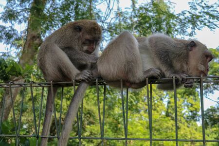 Portrait of two young monkey being inattentive and sitting at the wire fence. 2 Macaques monkeys sat on top of a wire fence at the edge of a forest.の写真素材
