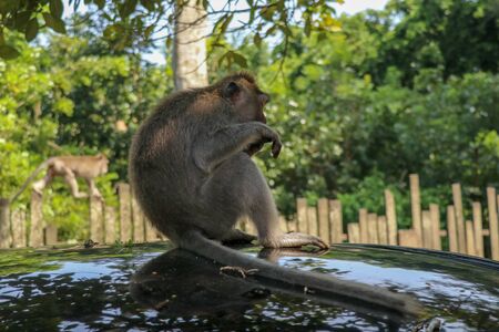 Naughty squirrel monkey on the roof of the white car. Monkey macaque sitting on the roof of a black car..の写真素材