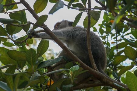 Adult monkey sitting on a tree branch in Ubud Sacred Monkey Forest in Ubud, Bali, Indonesia. Living on the tree of the macaque monkey. Macaca fascicularis.の写真素材