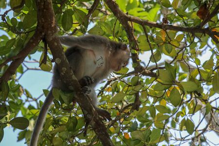 Adult monkey sitting on a tree branch in Ubud Sacred Monkey Forest in Ubud, Bali, Indonesia. Living on the tree of the macaque monkey. Macaca fascicularis.の写真素材