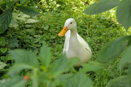 White runner duck in a green paddy field or at a meadow. white duck on a green lawn. Duck close up on a background of green grass.の写真素材