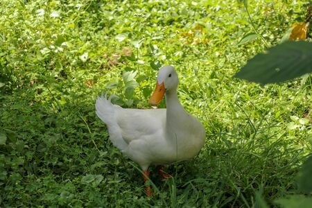 White runner duck in a green paddy field or at a meadow. white duck on a green lawn. Duck close up on a background of green grass.の写真素材