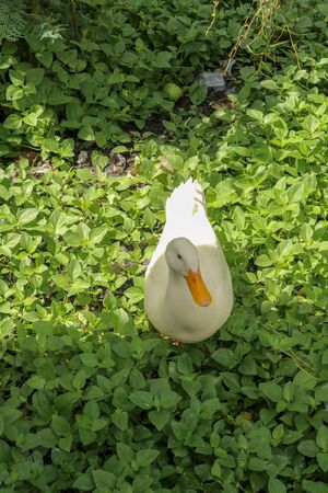 White runner duck in a green paddy field or at a meadow. white duck on a green lawn. Duck close up on a background of green grass.の写真素材