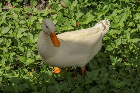 White runner duck in a green paddy field or at a meadow. white duck on a green lawn. Duck close up on a background of green grass.の写真素材