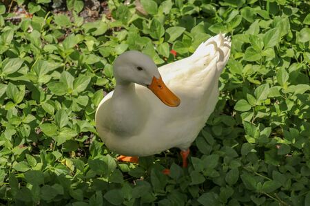 White runner duck in a green paddy field or at a meadow. white duck on a green lawn. Duck close up on a background of green grass.の写真素材