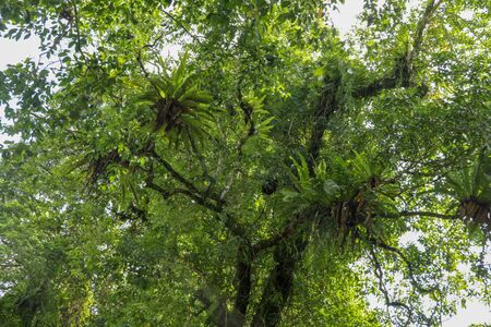 Asplenium nidus, Birds nest fern on the big tree tropical rain forest plant grows on tree. Birds nest fern or asplenium nidus. Bali, Indonesia.の写真素材