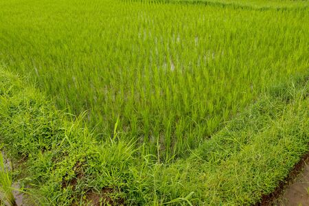 Rice fields, terraces, plantation, farm. An organic asian rice farm and agriculture. Young growing rice. The beauty of rice fields and morning sun at paddy fields. Asia for destination travel nature.の写真素材