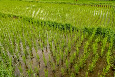 Rice fields, terraces, plantation, farm. An organic asian rice farm and agriculture. Young growing rice. The beauty of rice fields and morning sun at paddy fields. Asia for destination travel nature.の写真素材
