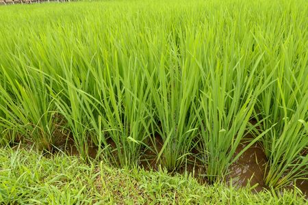 Rice fields, terraces, plantation, farm. An organic asian rice farm and agriculture. Young growing rice. The beauty of rice fields and morning sun at paddy fields. Asia for destination travel nature.の写真素材