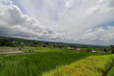 Jatiluwih rice terraces. The beautiful rice fields in bali have been designated the prestigious UNESCO world heritage site. Bali Rice Terraces. Indonesia.の写真素材