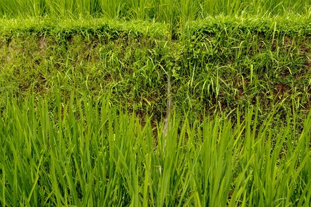 Lush green Balinese rice fields. Irrigation called subak, a traditional way of bringing water to the fields and rice terraces in the Jatiluwih area. Original method of irrigation.の写真素材