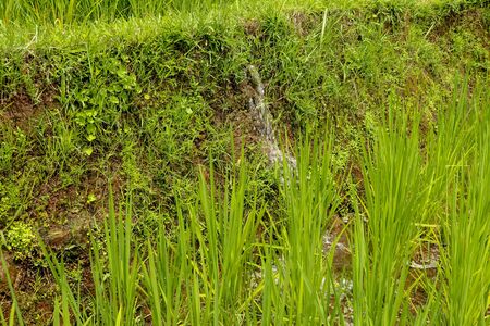 Lush green Balinese rice fields. Irrigation called subak, a traditional way of bringing water to the fields and rice terraces in the Jatiluwih area. Original method of irrigation.の写真素材