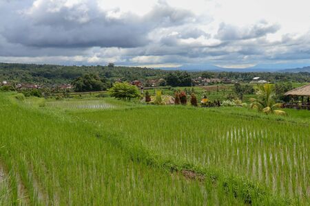 Jatiluwih rice terraces. The beautiful rice fields in bali have been designated the prestigiousの写真素材