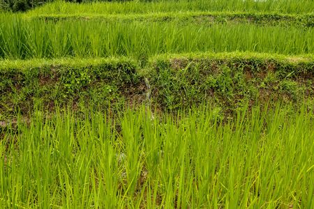 Lush green Balinese rice fields. Irrigation called subak, a traditional way of bringing water to the fields and rice terraces in the Jatiluwih area. Original method of irrigation.の写真素材