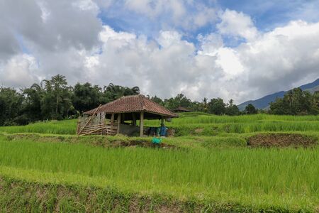 Beautiful landscape view of rice field with shelter for cows. View on a cowshed on rice terraces Stable for cattle among fields. Jatiluwih paddies in arc form, light green young rice. Bali, Indonesia.の写真素材