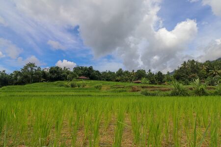 Jatiluwih rice terraces, rice paddies in arc form, light green young rice, clouds. Beautiful highland landscape, fresh green rice paddies.の写真素材
