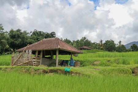Beautiful landscape view of rice field with shelter for cows. View on a cowshed on rice terraces Stable for cattle among fields. Jatiluwih paddies in arc form, light green young rice. Bali, Indonesia.の写真素材