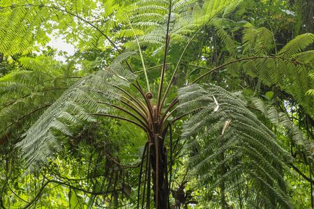 Crown of tropical tree Cyathea Arborea. Close up of branches of West Indian treefern. The surface of the Helecho Gigante strain is hard with a soft, white core Vernacular Spanish.の写真素材