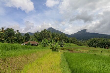 Jatiluwih and the landscape of Mount Batukaru Bali. Rice Field and Gunung Batukaru at Sunrise. Morning in rice terraces. Mt. Batukaru is the second highest mountain in Bali and is a dormant volcano.の写真素材