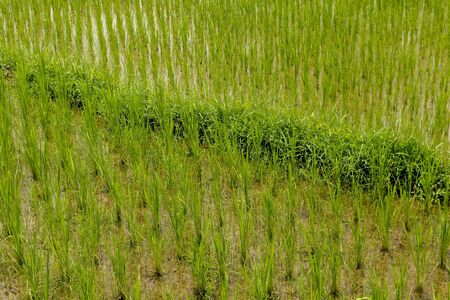 Rice field, green rice sprouts in the meadow. Young green rice. Farmland. Rice close up.の写真素材