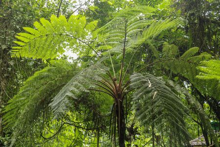 Crown of tropical tree Cyathea Arborea. Close up of branches of West Indian treefern. The surface of the Helecho Gigante strain is hard with a soft, white core Vernacular Spanish.の写真素材