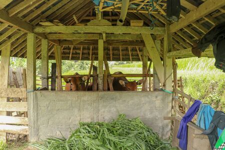 Shelter for cows in rice fields. Brown beef cattle stand in a stable. Famous Jatiluwih rice paddy and shelter in Bali, Indonesia.の写真素材