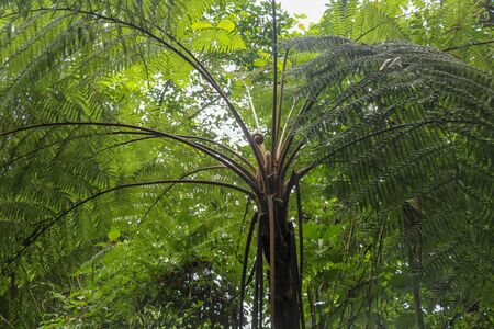 Crown of tropical tree Cyathea Arborea. Close up of branches of West Indian treefern. The surface of the Helecho Gigante strain is hard with a soft, white core Vernacular Spanish.の写真素材