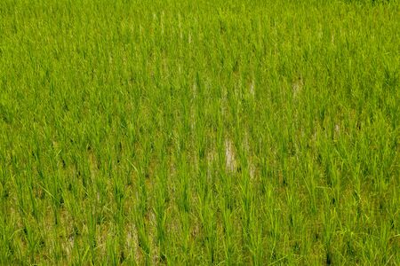 Rice field, green rice sprouts in the meadow. Young green rice. Farmland. Rice close up.の写真素材