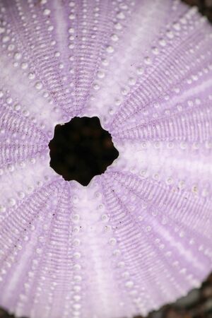 Close up of skeletons of a See urchins in shades of purple color. Detail of Violet colored shells on...