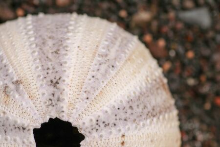 Close up of skeletons of a See urchins in shades of yellow and black color. Detail of yellow colored shells on the wet sand background. Top view of Shell Phylum Echinodermata. Dried sea urchin.の写真素材