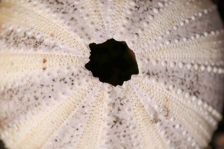 Close up of skeletons of a See urchins in shades of yellow and black color. Detail of yellow colored shells on the wet sand background. Top view of Shell Phylum Echinodermata. Dried sea urchin.の写真素材