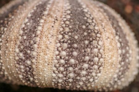 Brown and black skeleton pattern.hin. Close up of Disambiguatio as background. Closeup background of skeletons of shell in shades of purple color. Macro shot of Phylum Echinodermata. Dried Sea Urchin.の写真素材