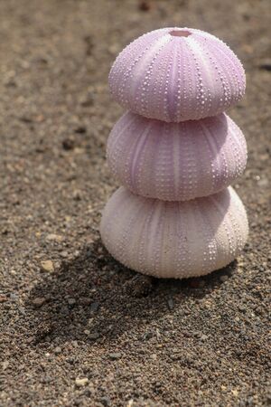 Violet colored Sea urchin shells on the wet sand. Close up of Disambiguation on beach with black volcano sand. Background of purple sea urchin, different sizes. Dried sea urchin isolated on sand.の写真素材