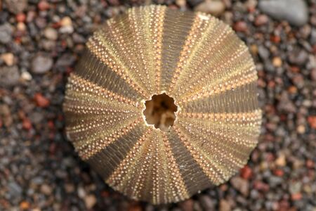 Close up of skeletons of a See urchins in shades of brown and black color. Detail of brown and black colored shells on the wet sand background. Top view of Shell Phylum Echinodermata. Dried sea urchinの写真素材