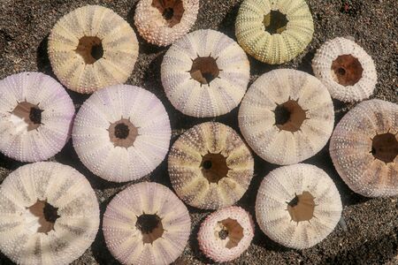 Multicolored sea urchin shells on wet black volcano sand. Variety of colorful sea urchins on the beach. Group of seashells on Echinoidea purple, orange and green, black, red, different sizes.の写真素材