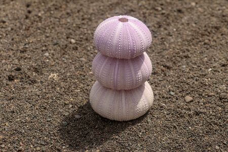 Violet colored Sea urchin shells on the wet sand. Close up of Disambiguation on beach with black volcano sand. Background of purple sea urchin, different sizes. Dried sea urchin isolated on sand.の写真素材