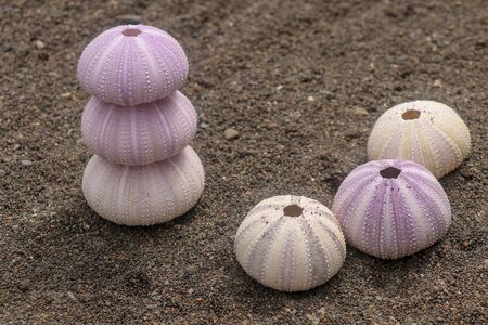 Close up background of skeletons of a see urchins in shades of purple and yellow color. Detail of Violet colored Sea urchin shells on the wet sand. Yellow Sea Urchin Shell Family: Phylum Echinodermataの写真素材