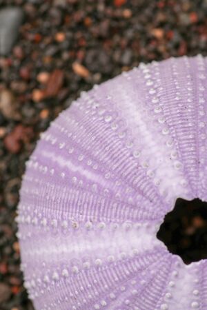 Close up of skeletons of a See urchins in shades of purple color. Detail of Violet colored shells on the wet sand background. Top view Sea Urchin Shell Family: Phylum Echinodermataの写真素材