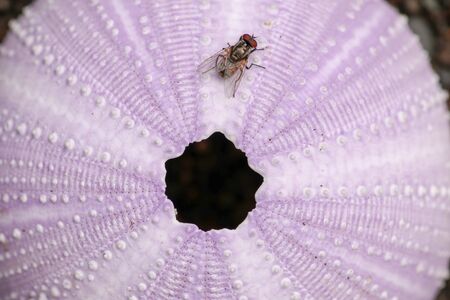 Detail of flies on the violet colored shells on the black background. Close up of Disambiguation on the beach. Moucha na puple Sea Urchin. Dried sea urchin on sand.の写真素材