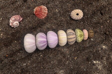 Multicolored sea urchin shells on wet black volcano sand. Variety of colorful sea urchins on the beach. Group of seashells on Echinoidea purple, orange and green, black, red, different sizes.の写真素材