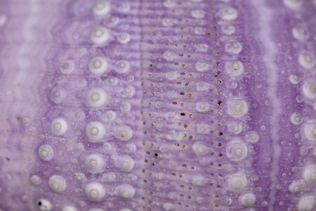 Purple skeleton pattern of Sea urchin. Close up of Disambiguatio as background. Closeup background...